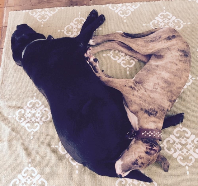 chester and roxy sleeping